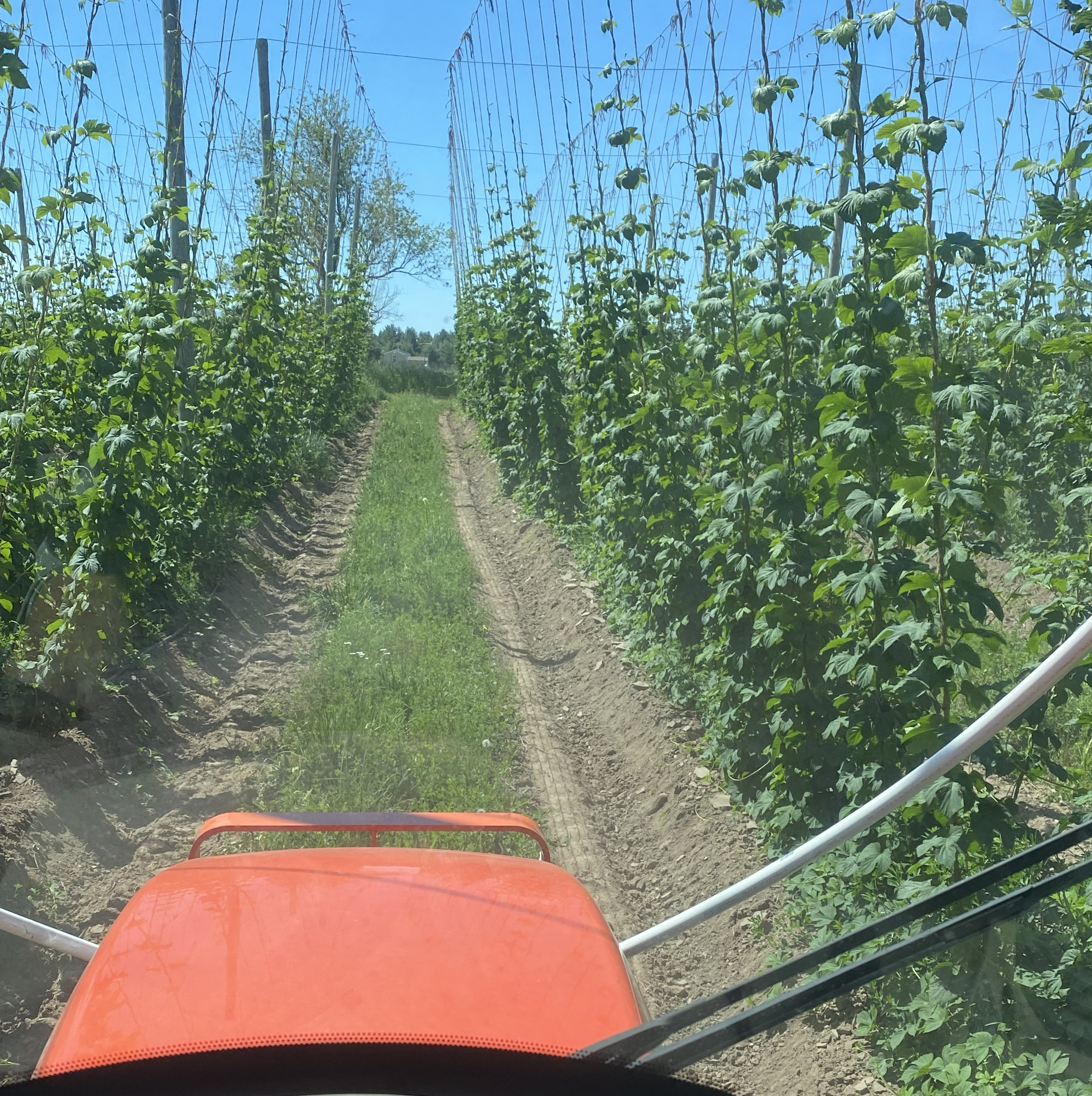 Hops